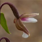 Sumpf-Stendelwurz (Epipactis palustris).....