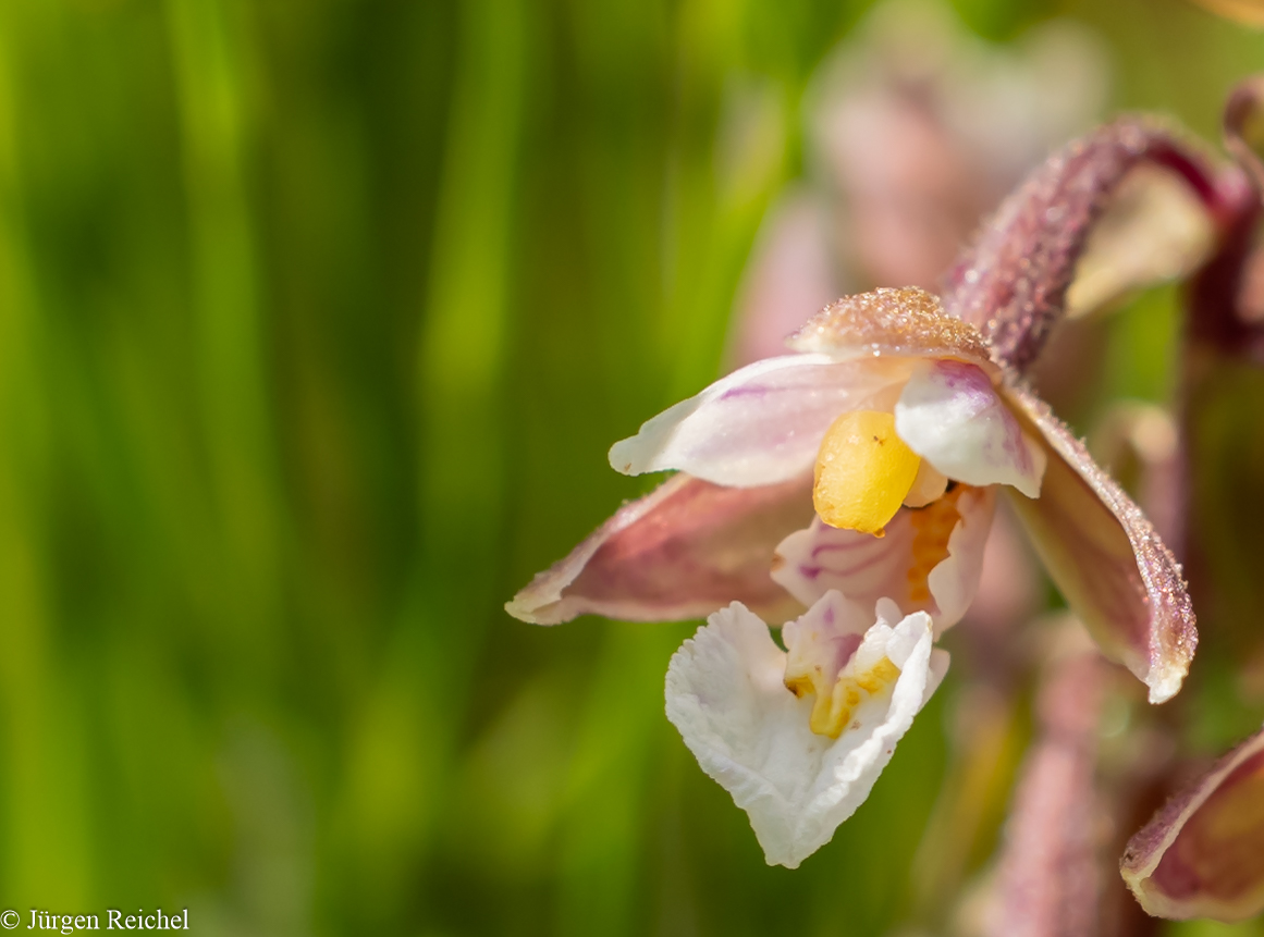 Sumpf-Stendelwurz ( Epipactis palustris )