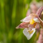 Sumpf-Stendelwurz ( Epipactis palustris )