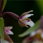 Sumpf-Stendelwurz (Epipactis palustris).