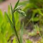 Sumpf-Stendelwurz (Epipactis palustris)