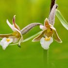 Sumpf-Stendelwurz, Epipactis palustris