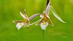 Sumpf-Stendelwurz, Epipactis palustris