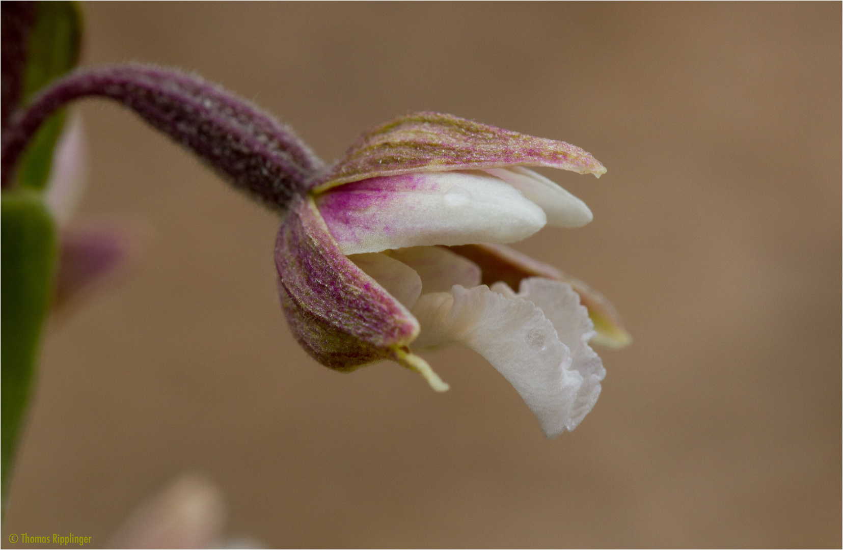 Sumpf-Stendelwurz (Epipactis palustris)......