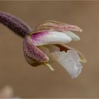 Sumpf-Stendelwurz (Epipactis palustris)......