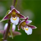 Sumpf-Stendelwurz (Epipactis palustris).