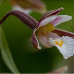 Sumpf-Stendelwurz (Epipactis palustris)..