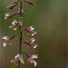 Sumpf-Stendelwurz (Epipactis palustris)........