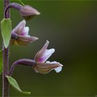 Sumpf-Stendelwurz (Epipactis palustris)..