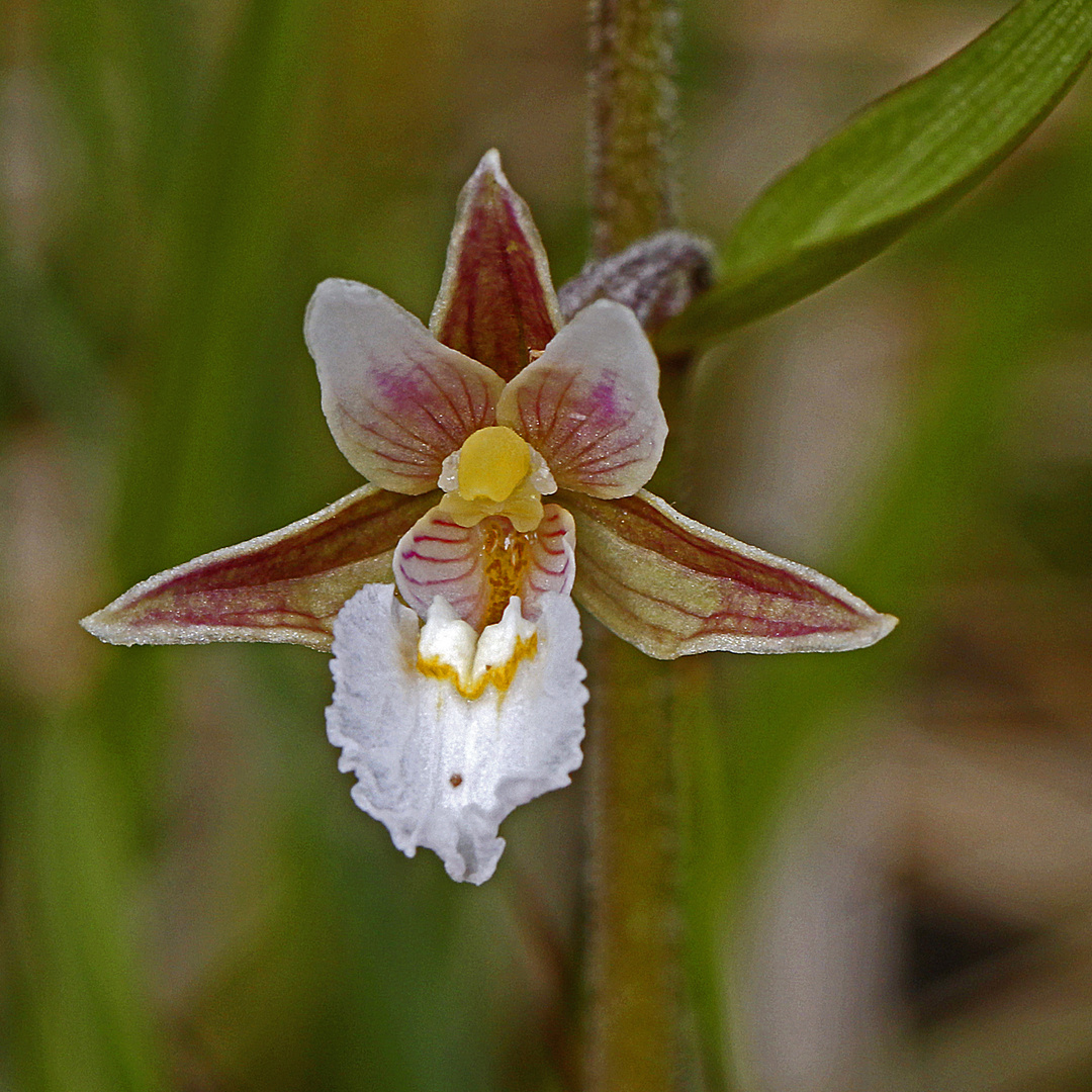 Sumpf-Stendelwurz (Epipactis palustris)