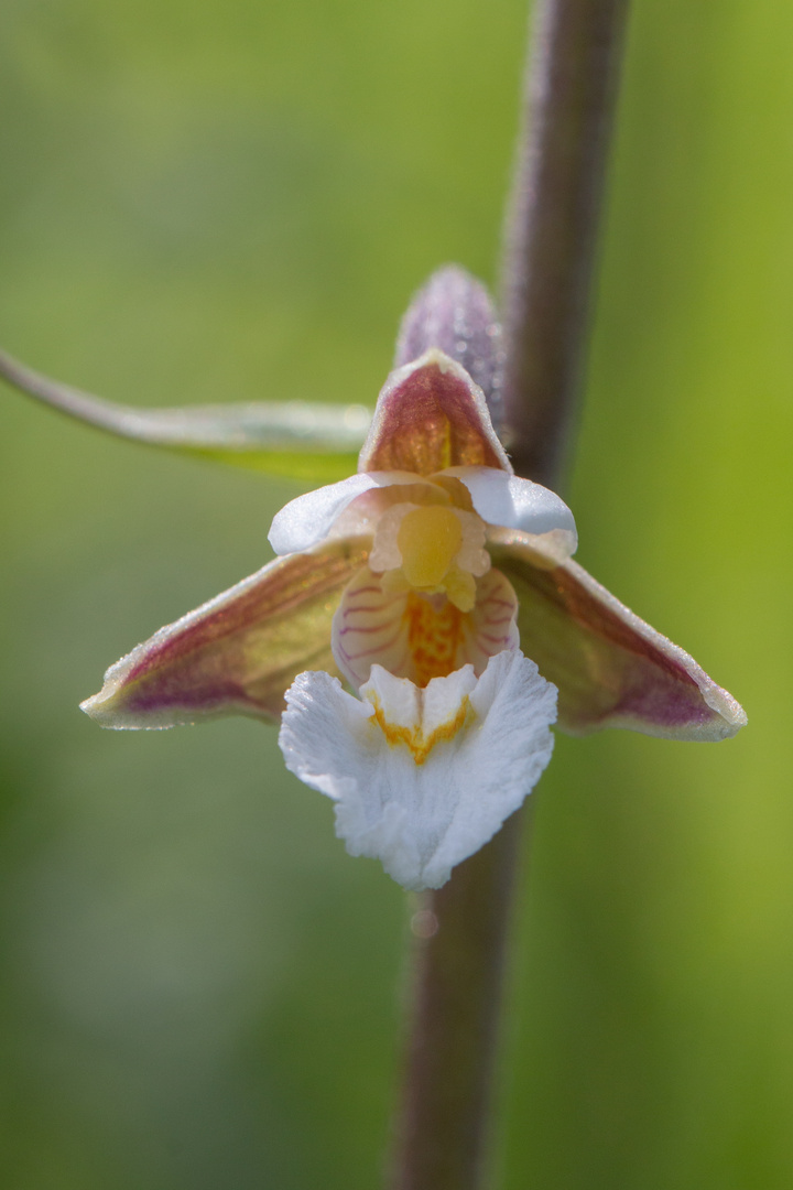 Sumpf-Stendelwurz (Epipactis palustris)