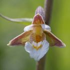 Sumpf-Stendelwurz (Epipactis palustris)