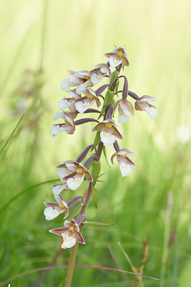 Sumpf-Stendelwurz (Epipactis palustris)