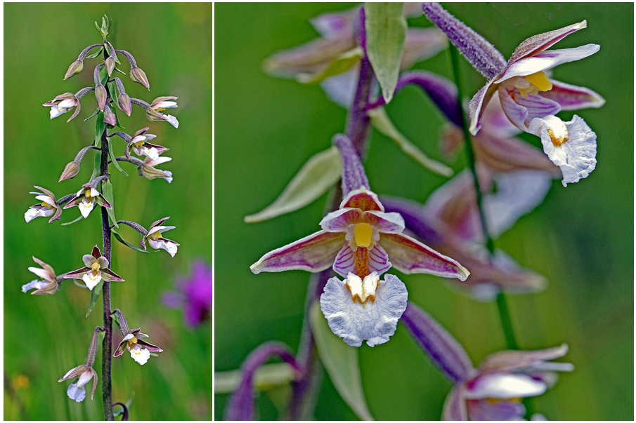 Sumpf-Stendelwurz (Epipactis palustris)