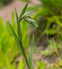 Sumpf-Stendelwurz (Epipactis palustris)