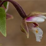 Sumpf-Stendelwurz (Epipactis palustris).......