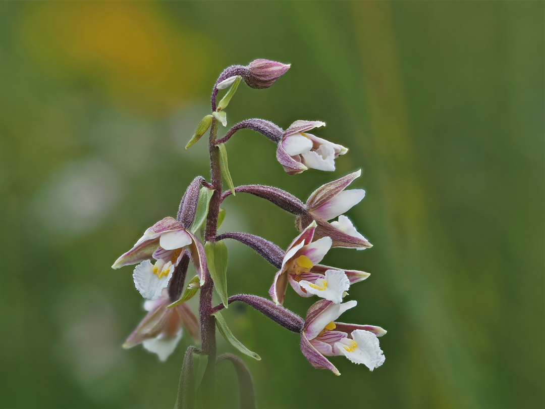 Sumpf-Stendelwurz (Epipactis palustris) 