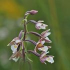 Sumpf-Stendelwurz (Epipactis palustris) 