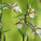 Sumpf-Stendelwurz Epipactis palustris ll