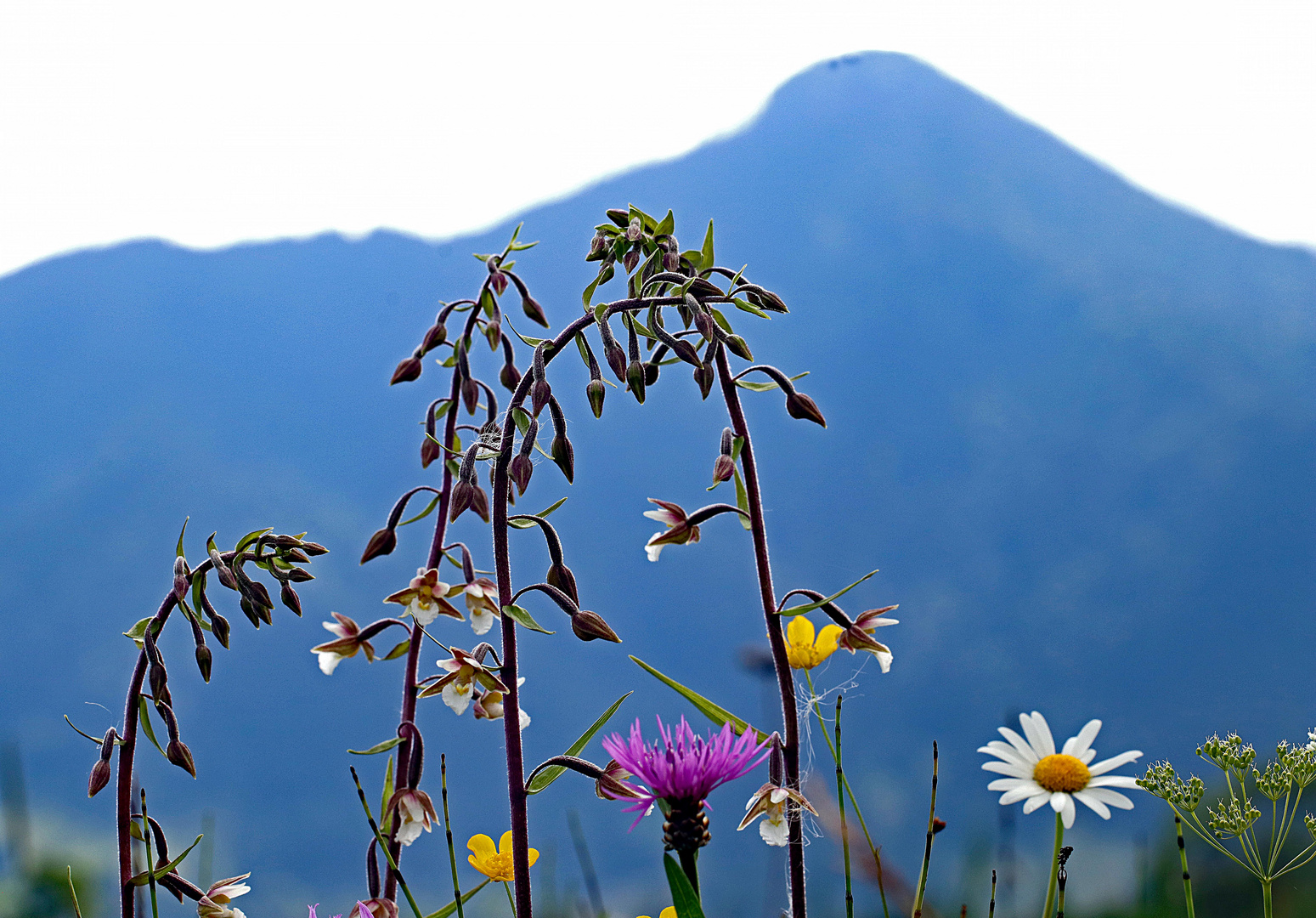 Sumpf-Stendelwurz u. a. vor dem Berggipfel