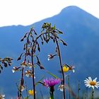 Sumpf-Stendelwurz u. a. vor dem Berggipfel