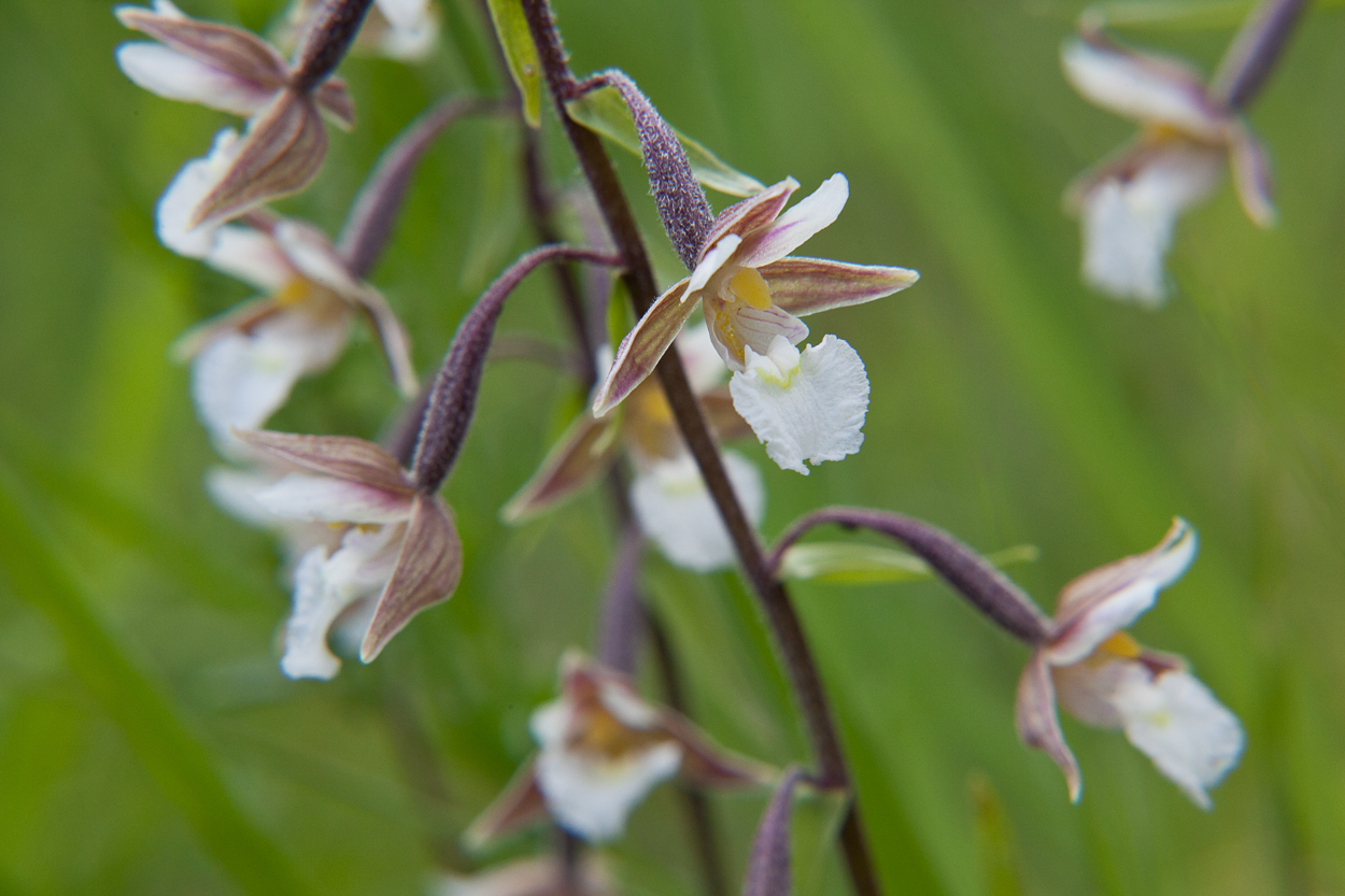 Sumpf-Stendelwurz, wild wachsende Orchidee