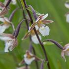 Sumpf-Stendelwurz, wild wachsende Orchidee