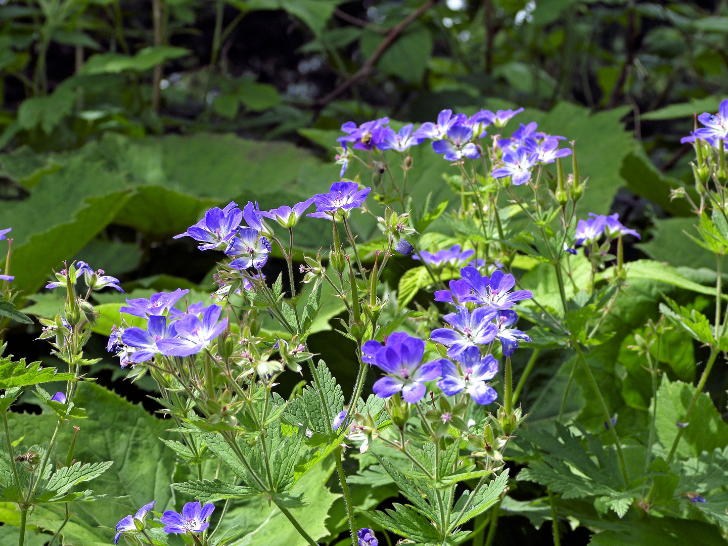 SumpfStorchschnabel Foto & Bild pflanzen, pilze & flechten, blüten