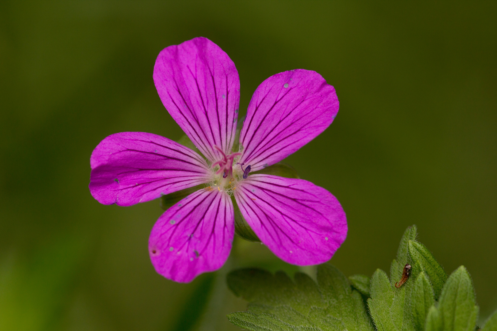  Sumpf-Storchschnabel (Geranium palustre)