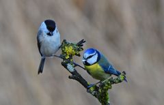 Sumpf- und Blaumeise vereint