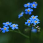 Sumpf-Vergissmeinicht (Myosotis palustris)