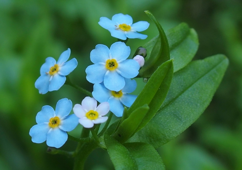 Sumpf Vergissmeinnicht Myosotis Scorpioides Foto Bild Pflanzen Pilze Flechten Bluten Kleinpflanzen Wildpflanzen Bilder Auf Fotocommunity