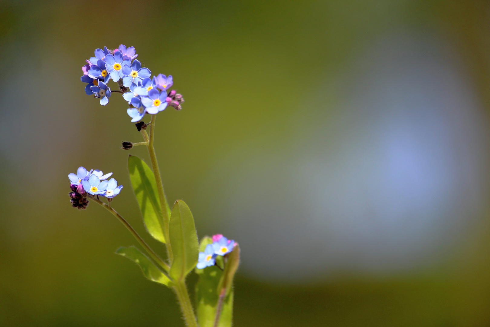 Sumpf Vergissmeinnicht Myosotis Scorpioides Foto Bild Pflanzen Pilze Flechten Bluten Kleinpflanzen Blau Bilder Auf Fotocommunity