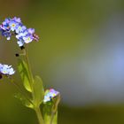 Sumpf-Vergissmeinnicht (Myosotis scorpioides)