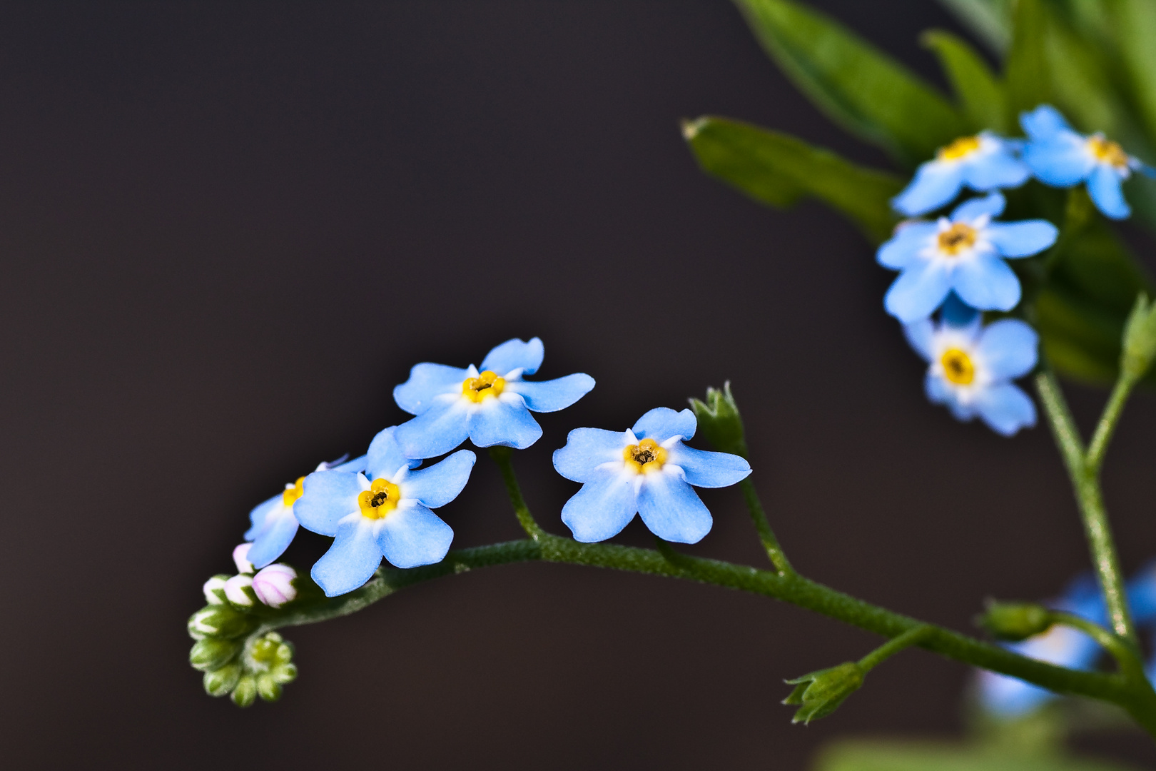 Sumpf-Vergißmeinnicht (Myosotis scorpioides)