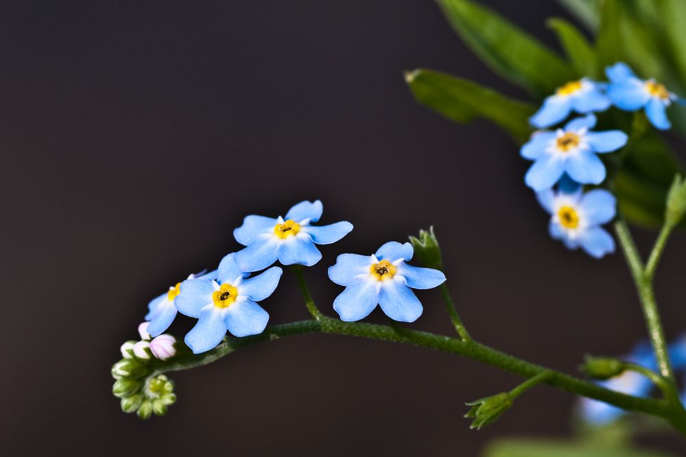 Sumpf-Vergißmeinnicht (Myosotis scorpioides)