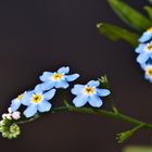 Sumpf-Vergißmeinnicht (Myosotis scorpioides)