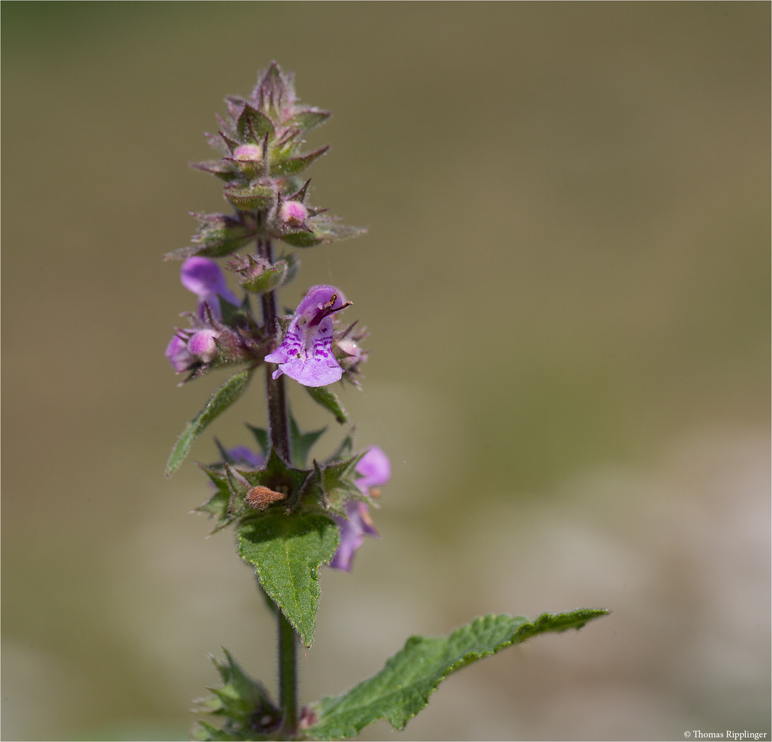 Sumpf-Ziest (Stachys palustris) ...