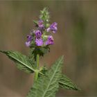 Sumpf-Ziest (Stachys palustris) ....