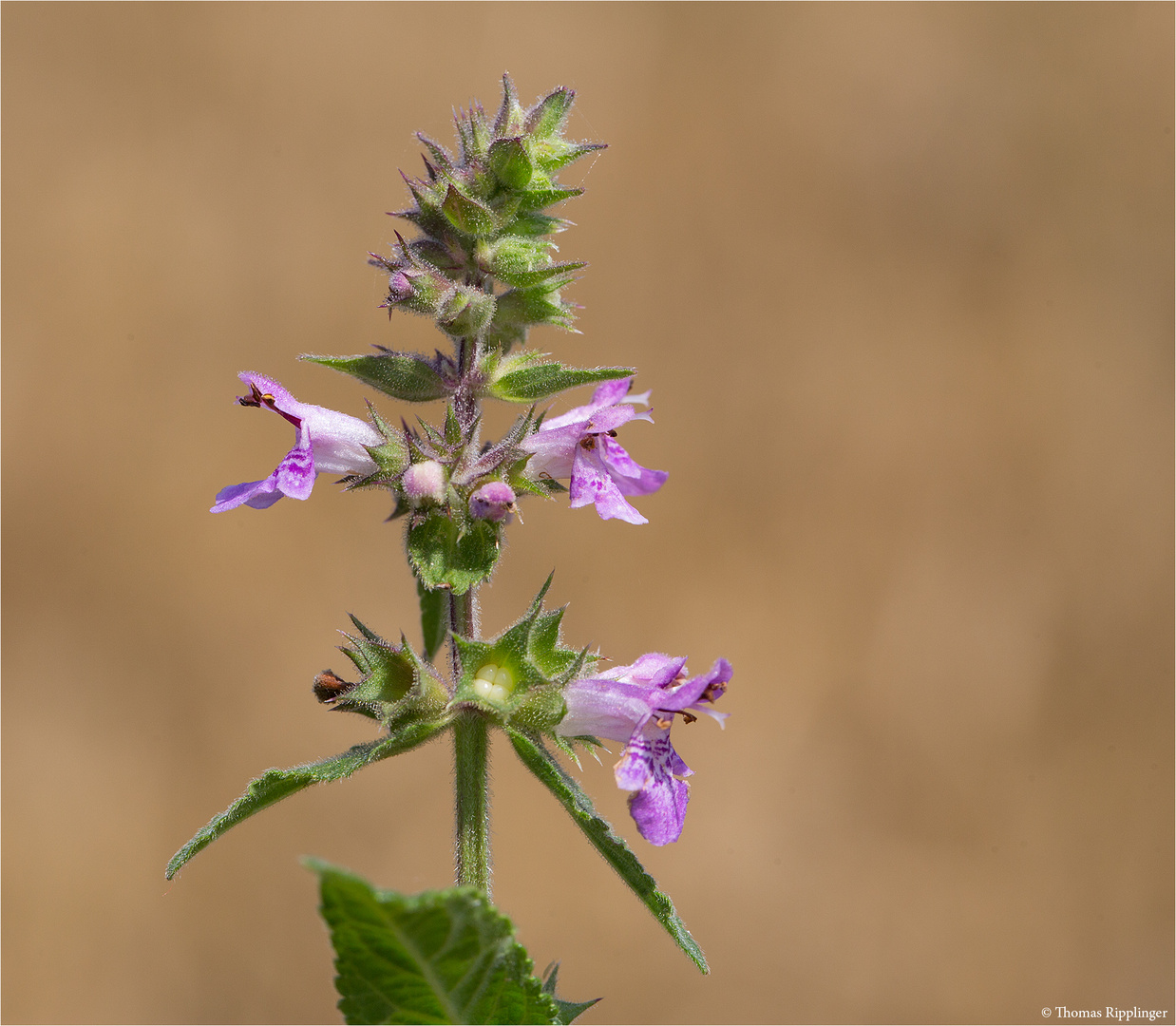 Sumpf-Ziest (Stachys palustris)