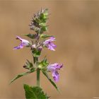 Sumpf-Ziest (Stachys palustris)