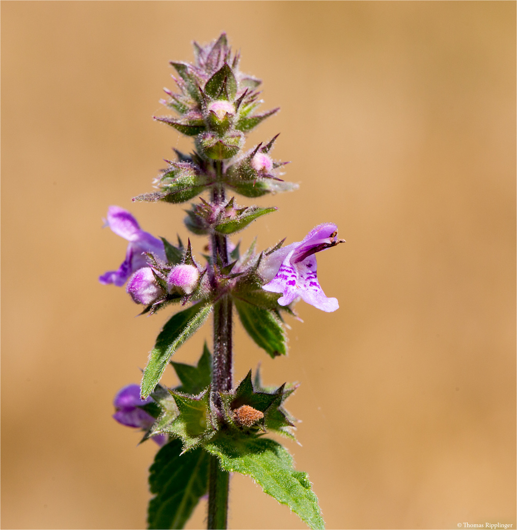 Sumpf-Ziest (Stachys palustris) ............