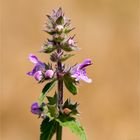 Sumpf-Ziest (Stachys palustris) ............