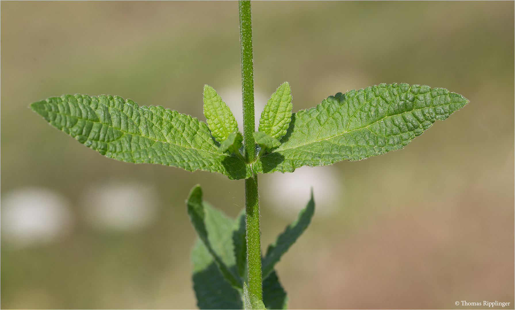 Sumpf-Ziest (Stachys palustris) .......