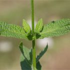 Sumpf-Ziest (Stachys palustris) .......