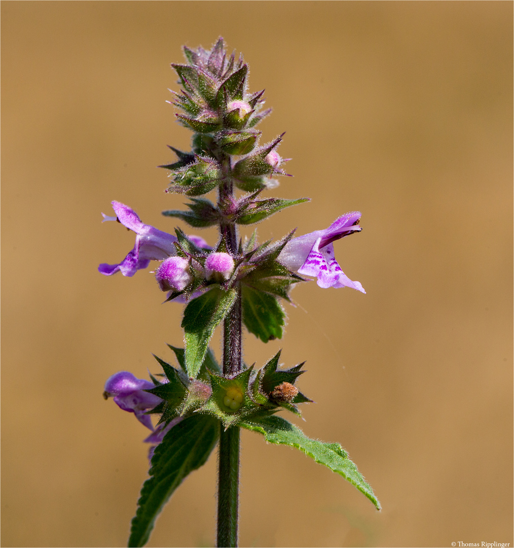 Sumpf-Ziest (Stachys palustris) .........