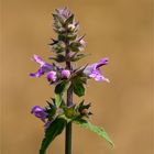 Sumpf-Ziest (Stachys palustris) .........