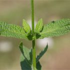 Sumpf-Ziest (Stachys palustris) ........