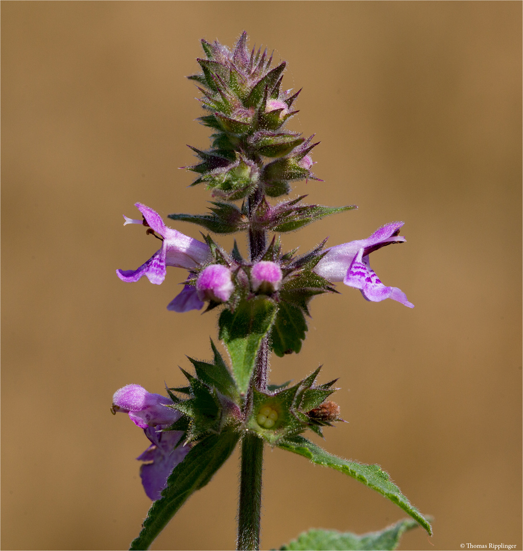 Sumpf-Ziest (Stachys palustris) ..........