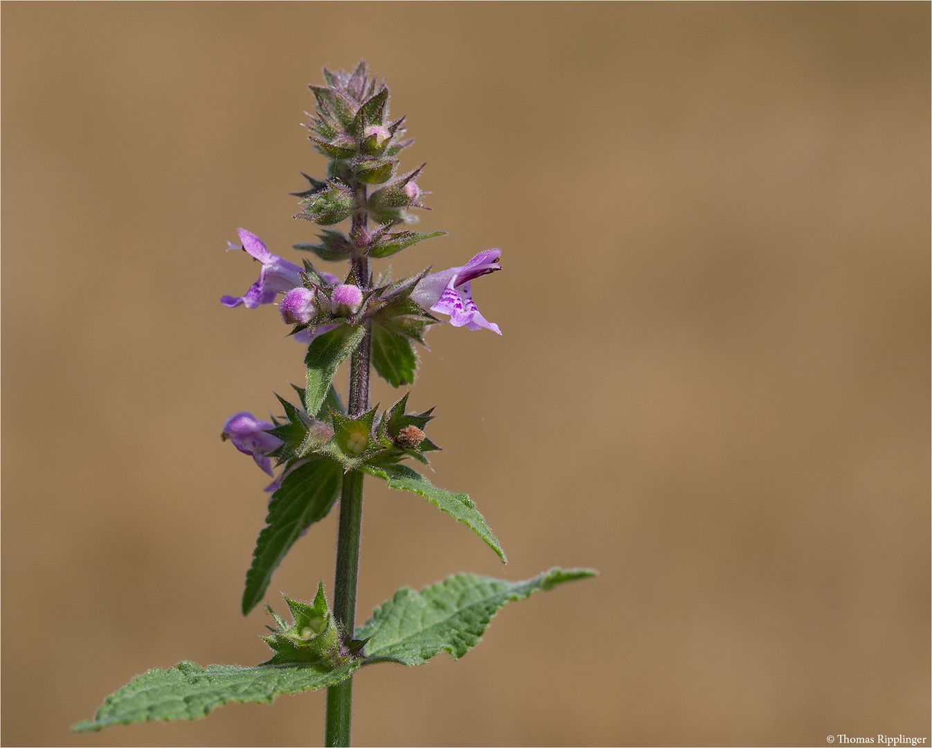 Sumpf-Ziest (Stachys palustris) .